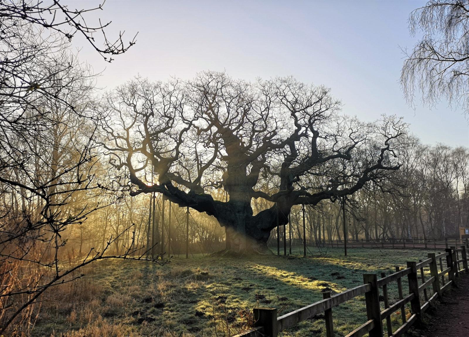 Oak tree