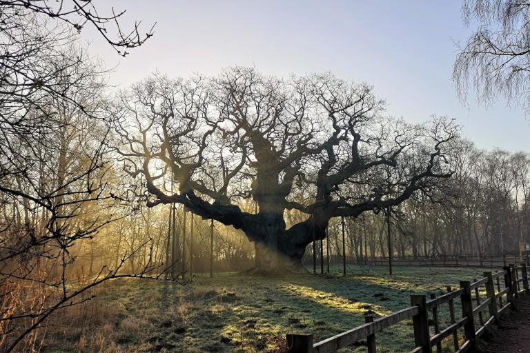 The Major Oak, Sherwood Forest