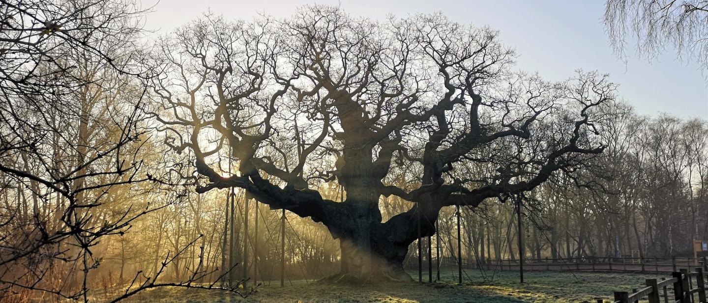 The Major Oak, Sherwood Forest