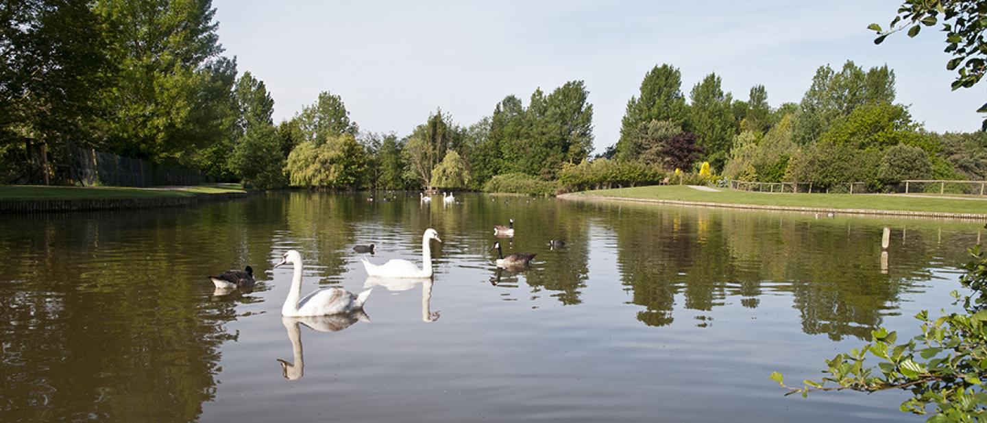 Swan Sanctuary Swan Sanctuary