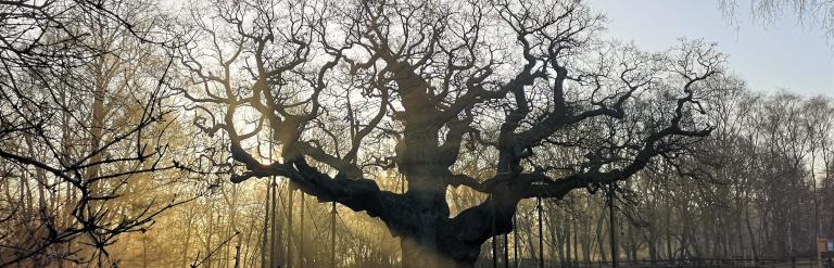 The Major Oak, Sherwood Forest